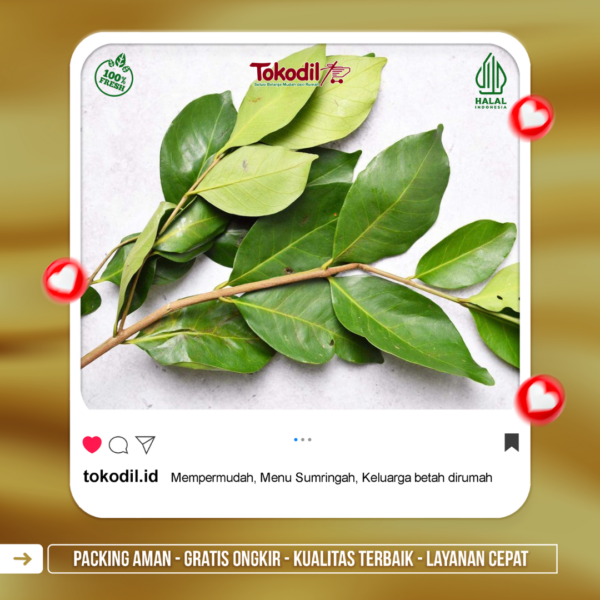 Daun Salam
