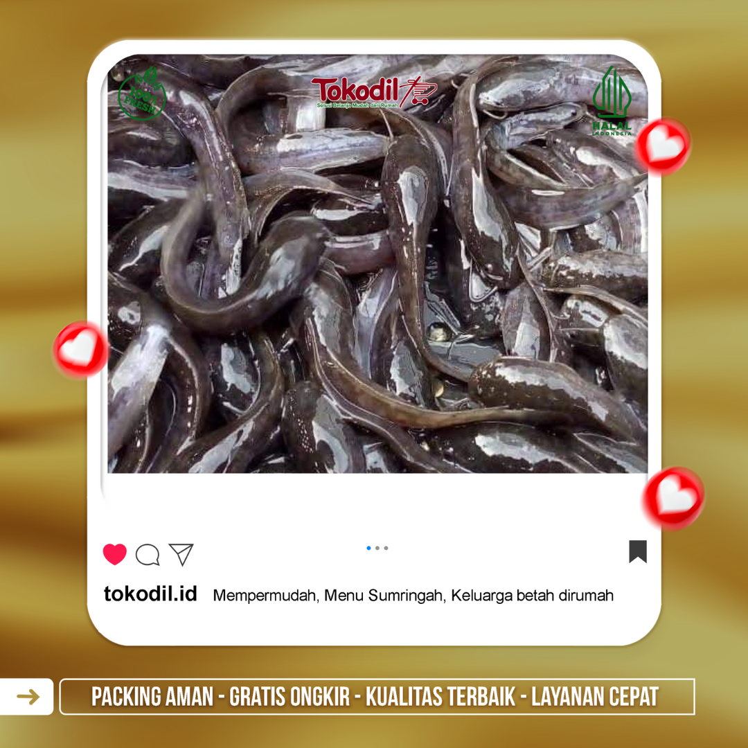 Ikan Lele